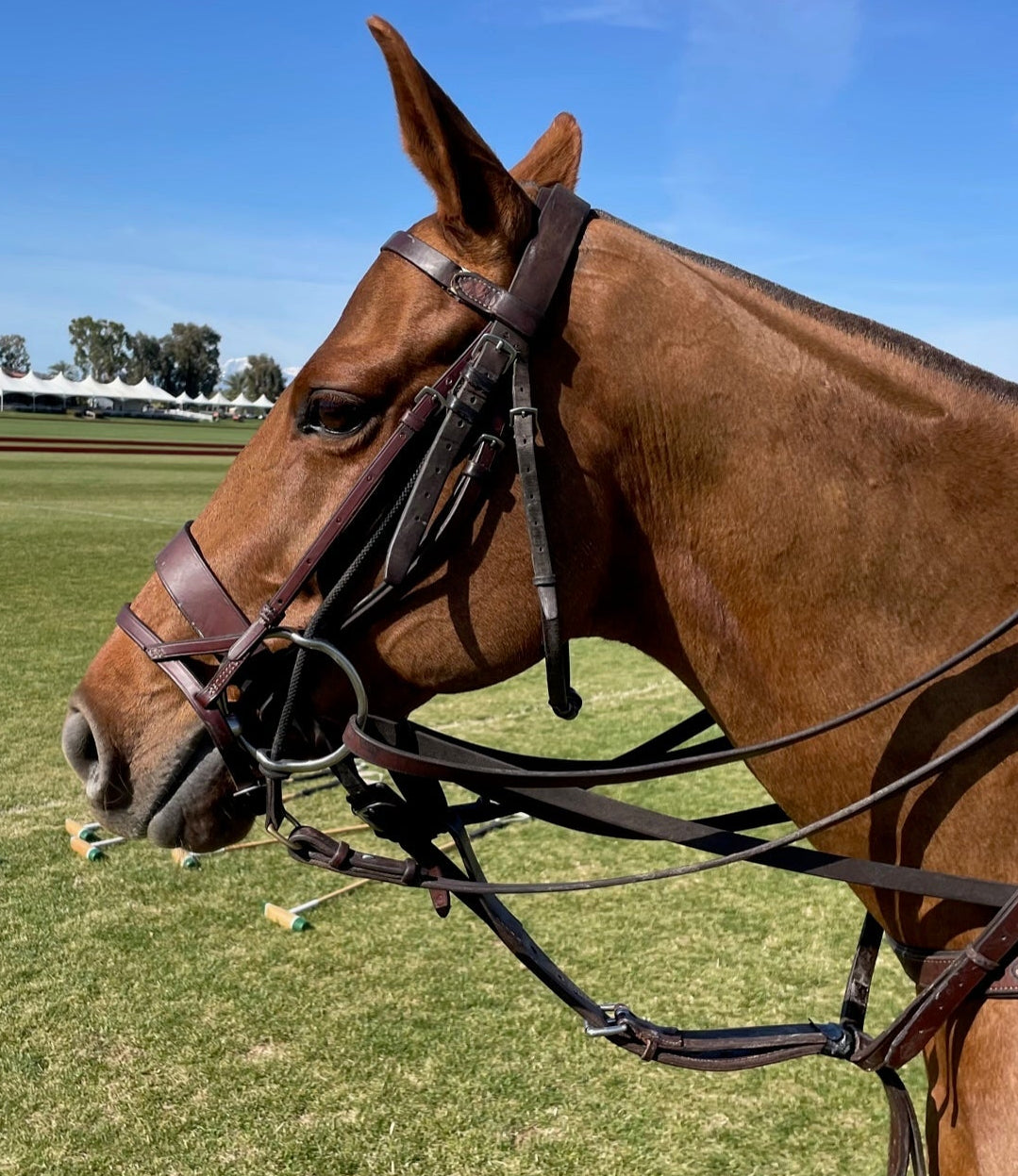 Domestic Polo Bridle Gag-no breast