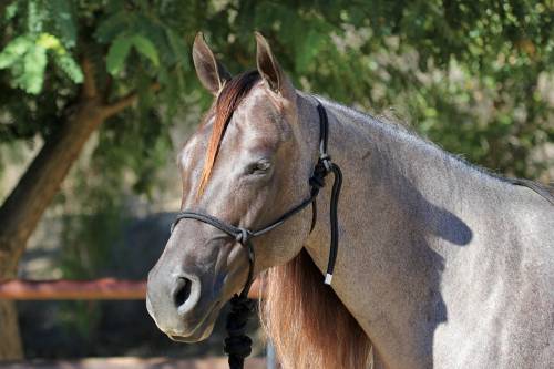 Pro Choice Rope Halter