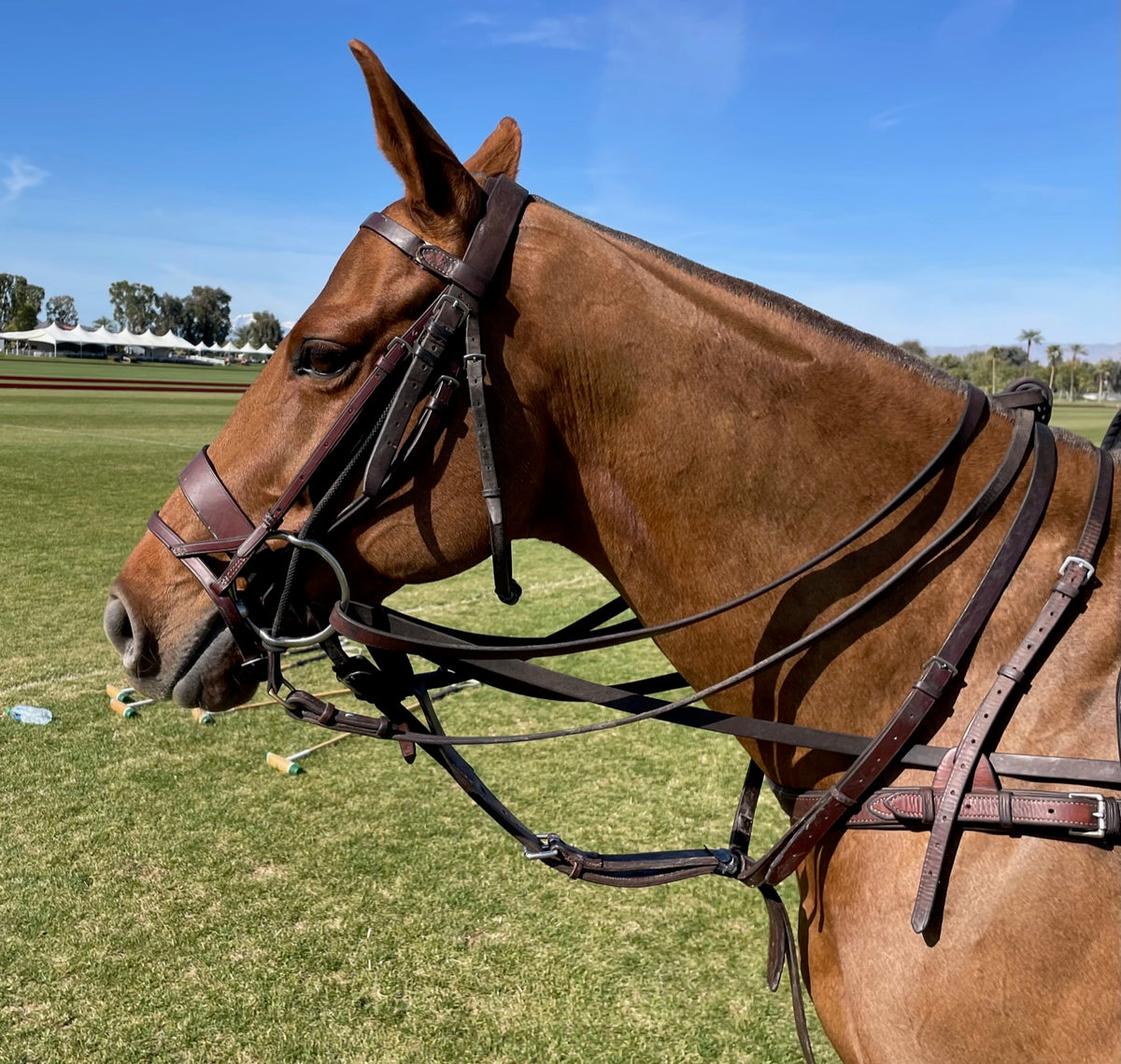 Domestic Leather Polo Bridle - Gag